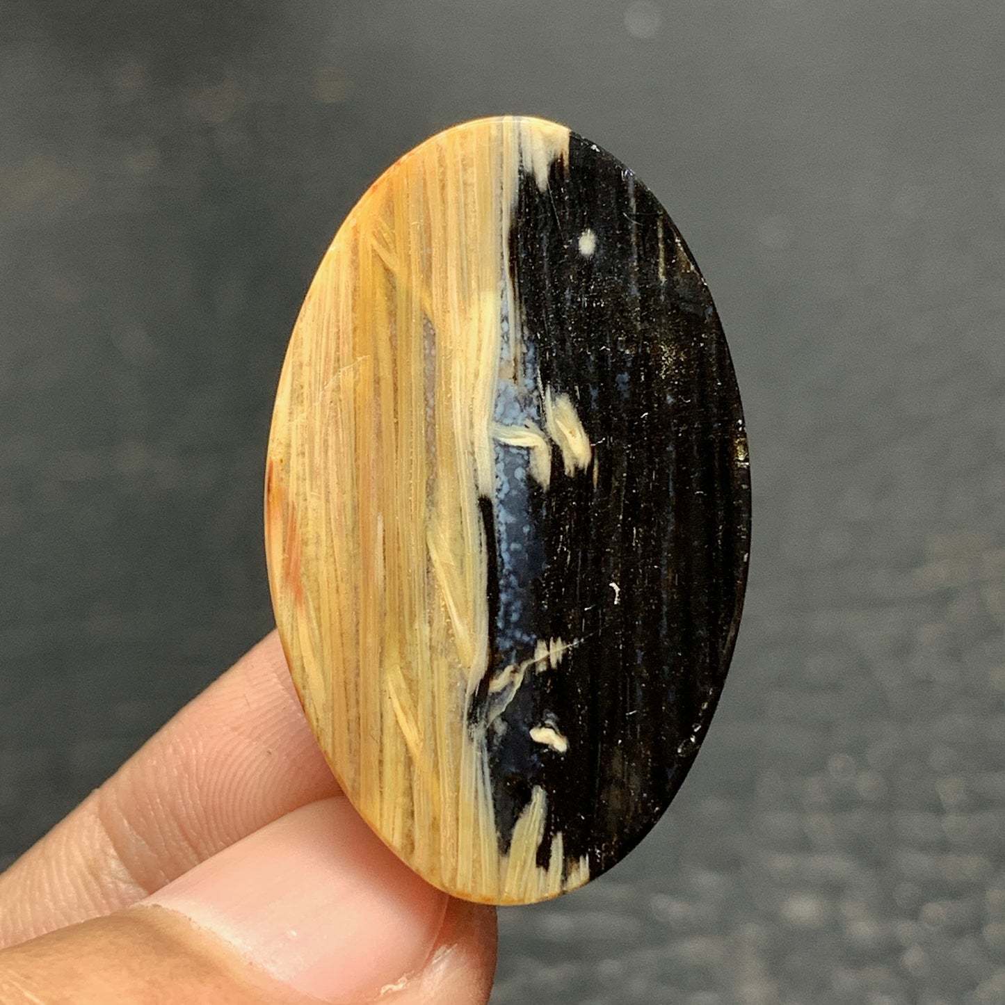 Petrified Palm Wood Cabochon 33x20x6.5mm