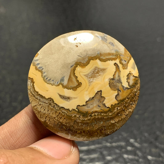 Petrified Wood Cabochon 33x33x6.5 mm