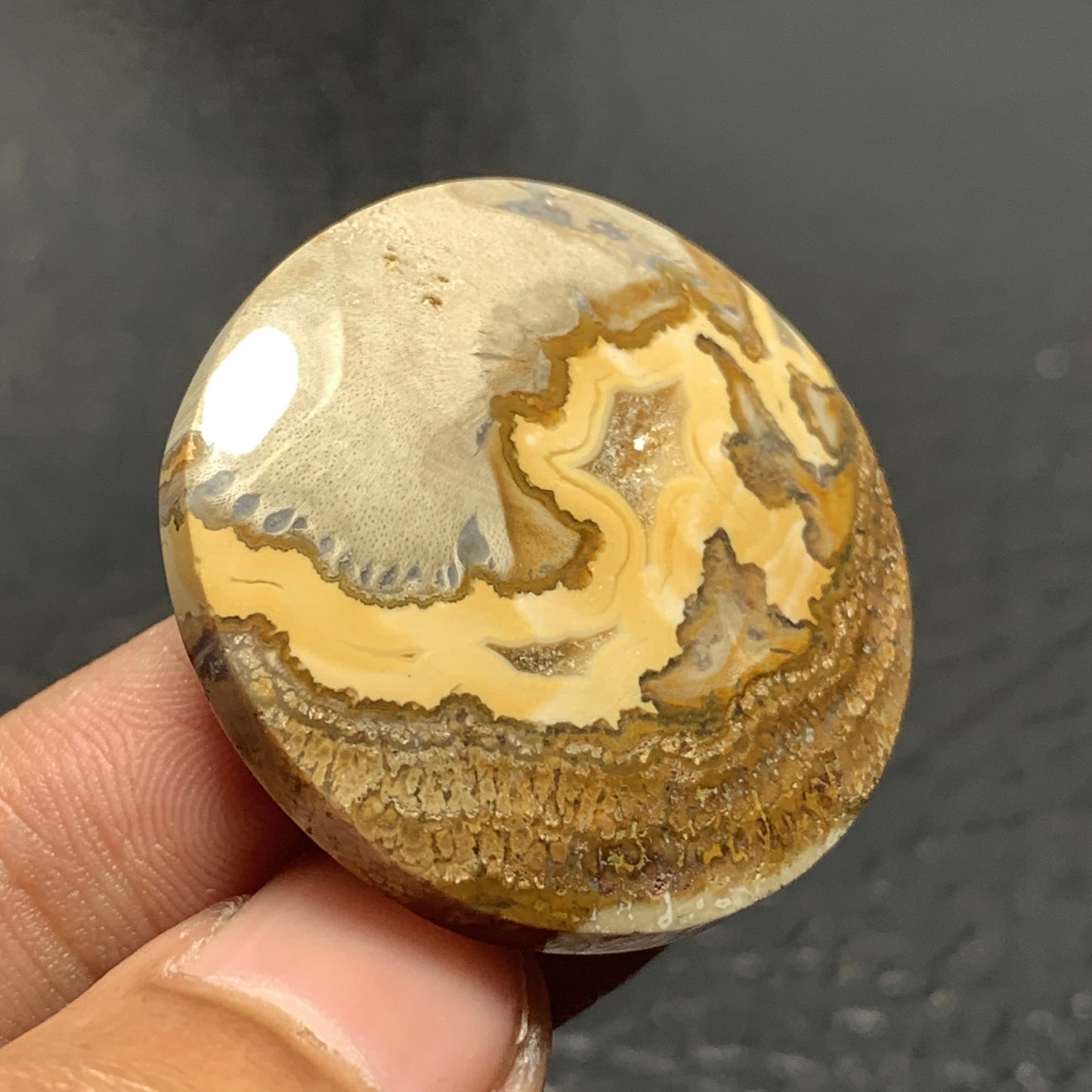 Petrified Wood Cabochon 33x33x6.5 mm