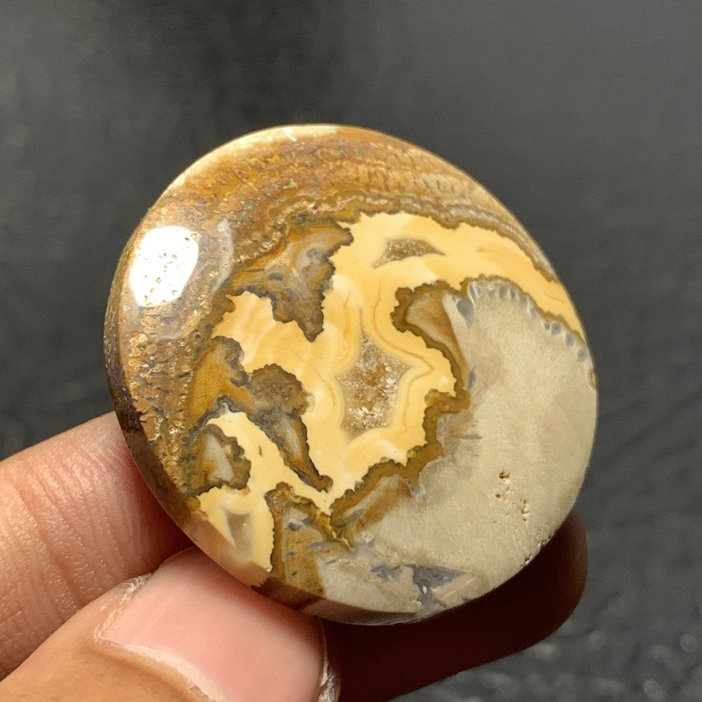 Petrified Wood Cabochon 33x33x6.5 mm