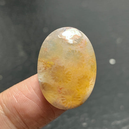 Agatized Coral Fossil Cabochon 22.4x16x5.5mm