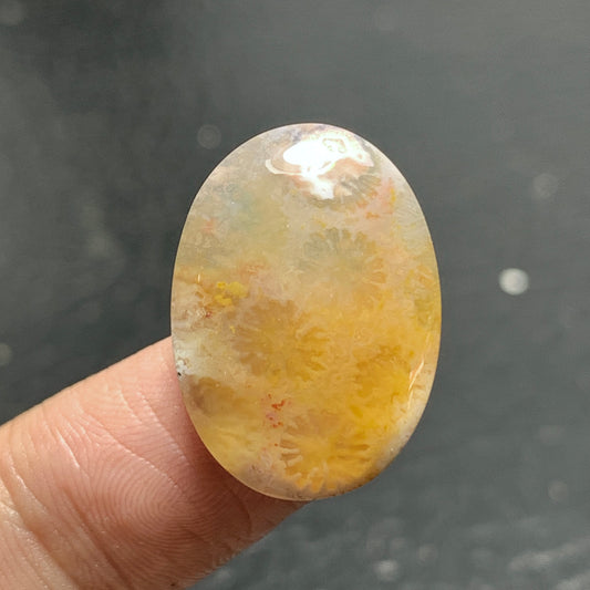 Agatized Coral Fossil Cabochon 22.4x16x5.5mm