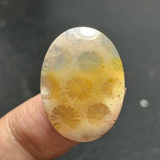 Agatized Coral Fossil Cabochon 23x17x5mm