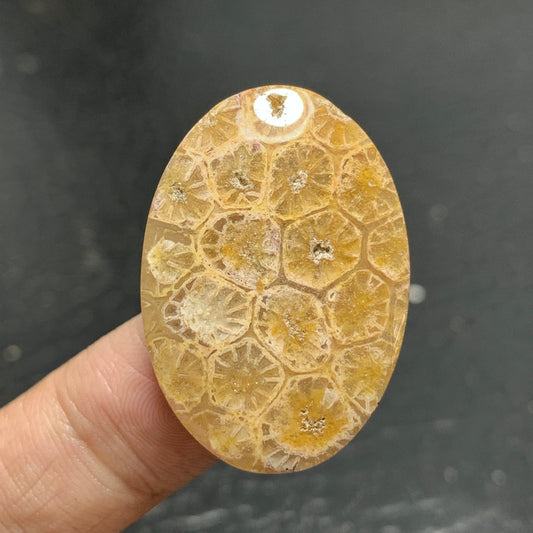 Unique Coral Fossil Cabochon 32x22x5mm