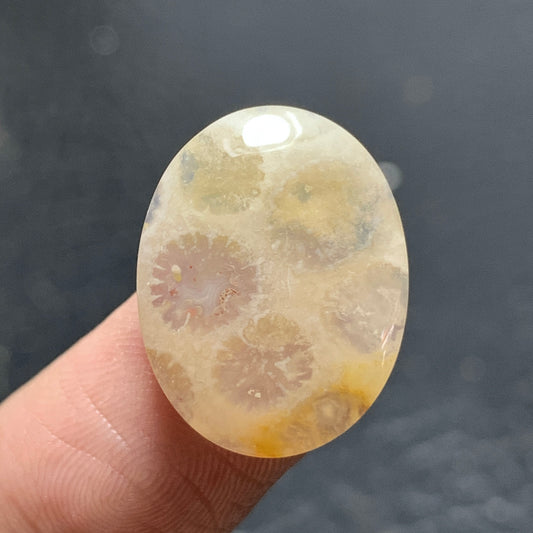 Tiny Agatized Coral Fossil Cabochon 19x15x4.5mm