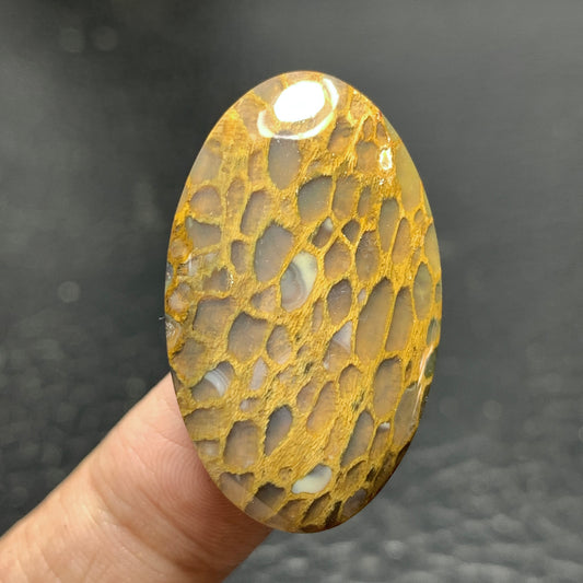 Petrified Wood Cabochon 38.8x20.5x6.2mm