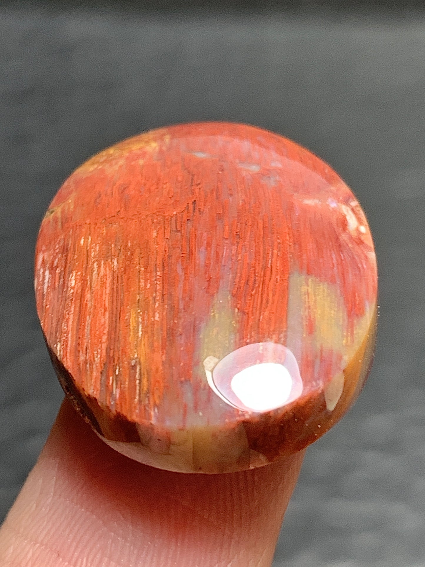 Petrified Palm Wood Cabochon 23x17x6mm