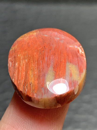 Petrified Palm Wood Cabochon 23x17x6mm