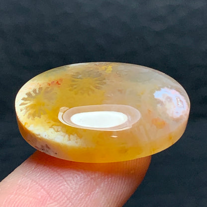Agatized Coral Fossil Cabochon 22.4x16x5.5mm
