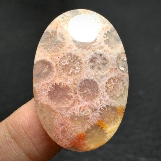 Agatized Coral Fossil Cabochon 35x23x6mm