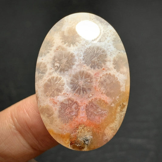 Agatized Coral Fossil Cabochon 34x23x6mm