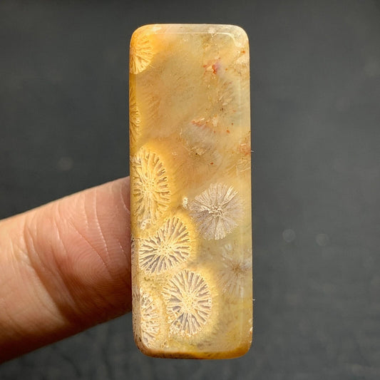 Agatized Coral Fossil Cabochon 34x12x4mm