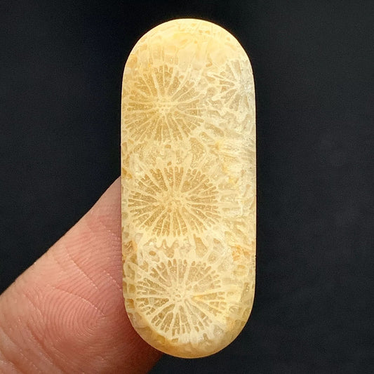 Agatized Coral Fossil Cabochon 29x12x4.5mm High Quality 16.5 ct