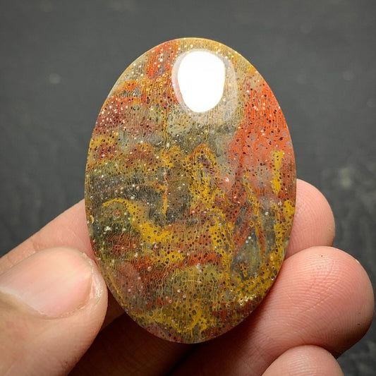 Multicolor Petrified Palm Wood Cabochon 38.7x26.8x7mm