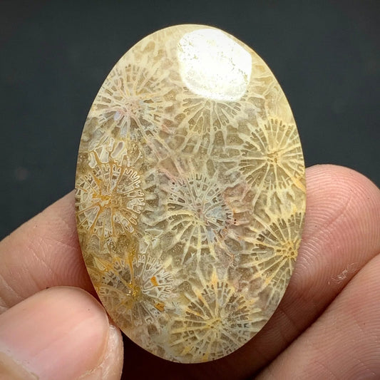 Unique Coral Fossil Cabochon 34x23x5.7mm