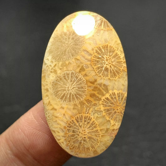 Agatized Coral Fossil Cabochon 32x18.2x5mm