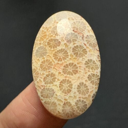 Agatized Coral Fossil Cabochon 27x17x6mm