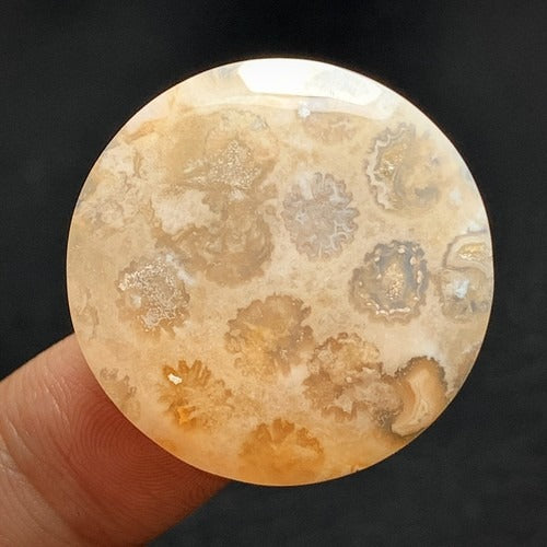 Agatized Coral Fossil Cabochon 27x27x5.6mm