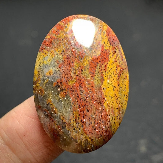Multicolor Petrified Palm Wood Cabochon 30.3x21x6mm